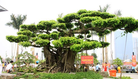 Cây sanh Tam đa của ông Nguyễn Công Khanh ở thôn Vị Khê, xã Điền Xá, huyện Nam Trực, tỉnh Nam Định. Là cây sanh có gốc cổ thụ được định giá hơn 20 tỷ đồng.